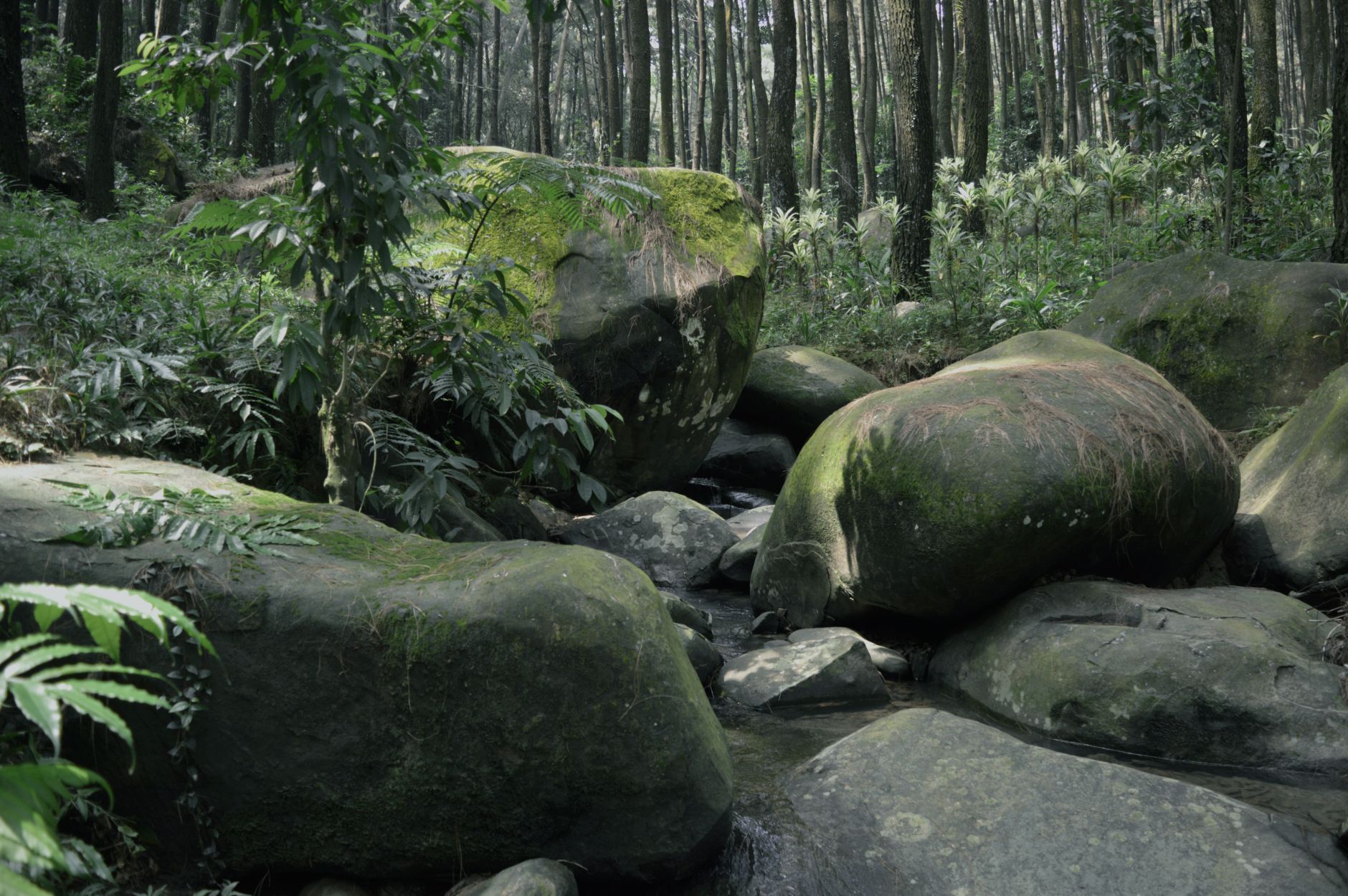smooth green nephrite jade boulders in a British Columbia river