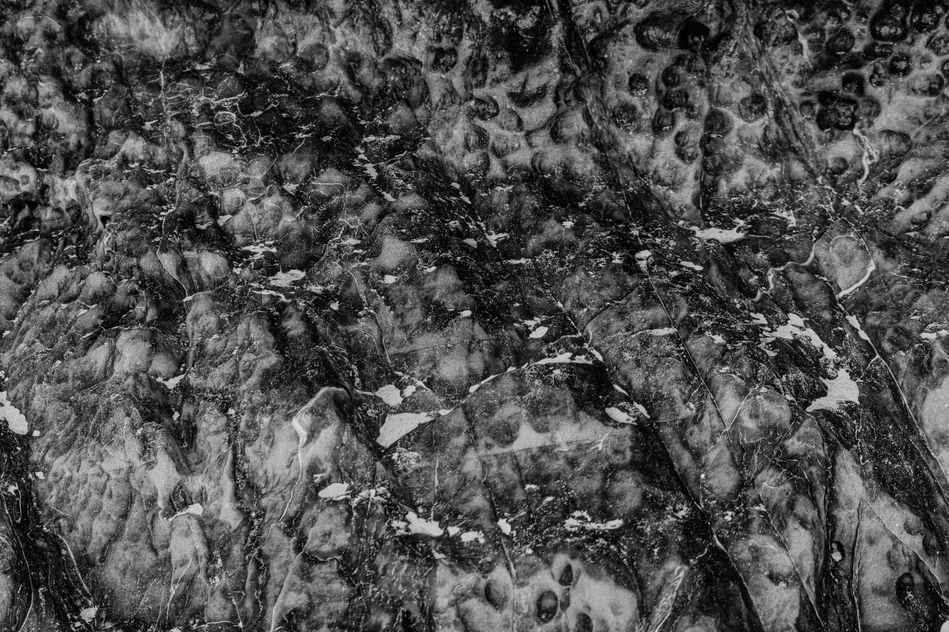 polished petrified wood slab with visible growth rings on dark background