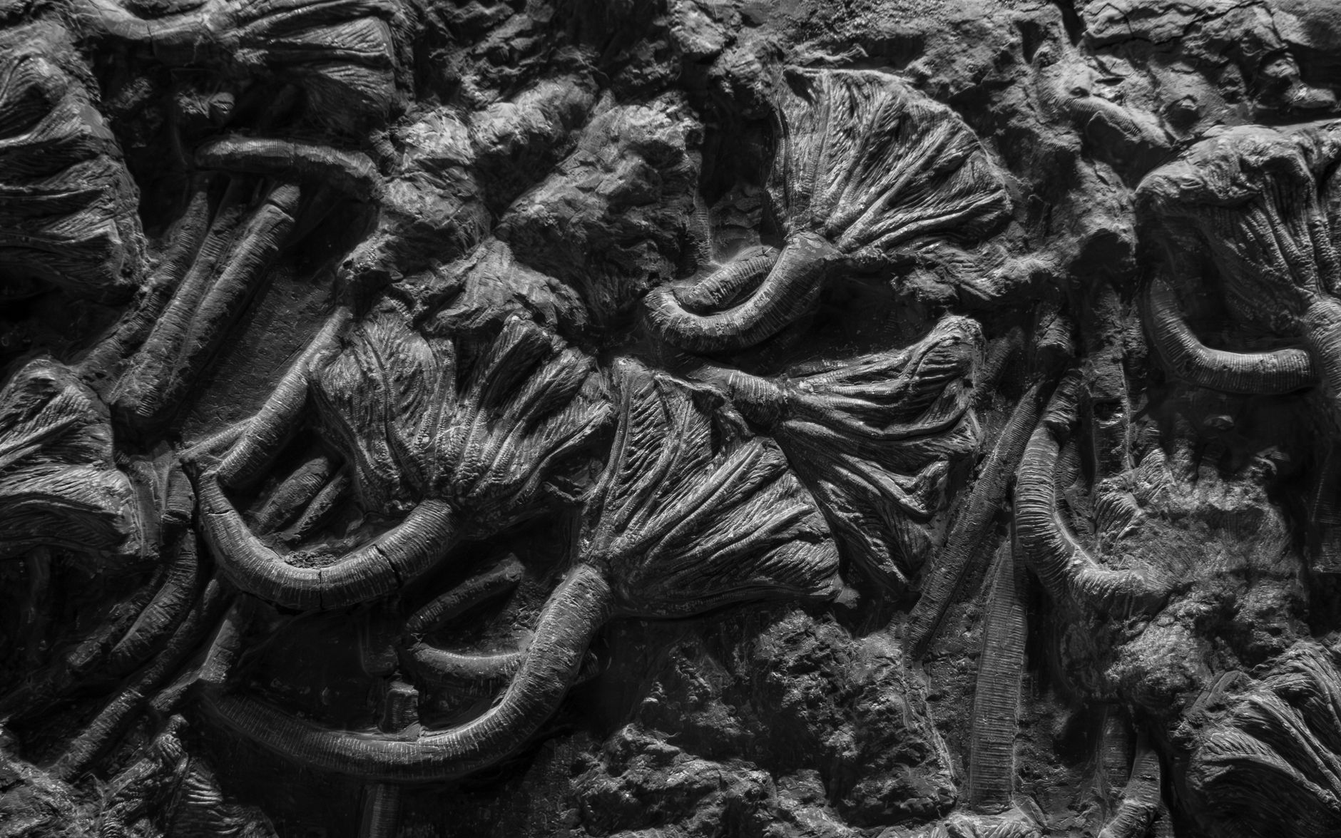 Close-up of ancient fossil textures captured in monochrome, showcasing intricate patterns.