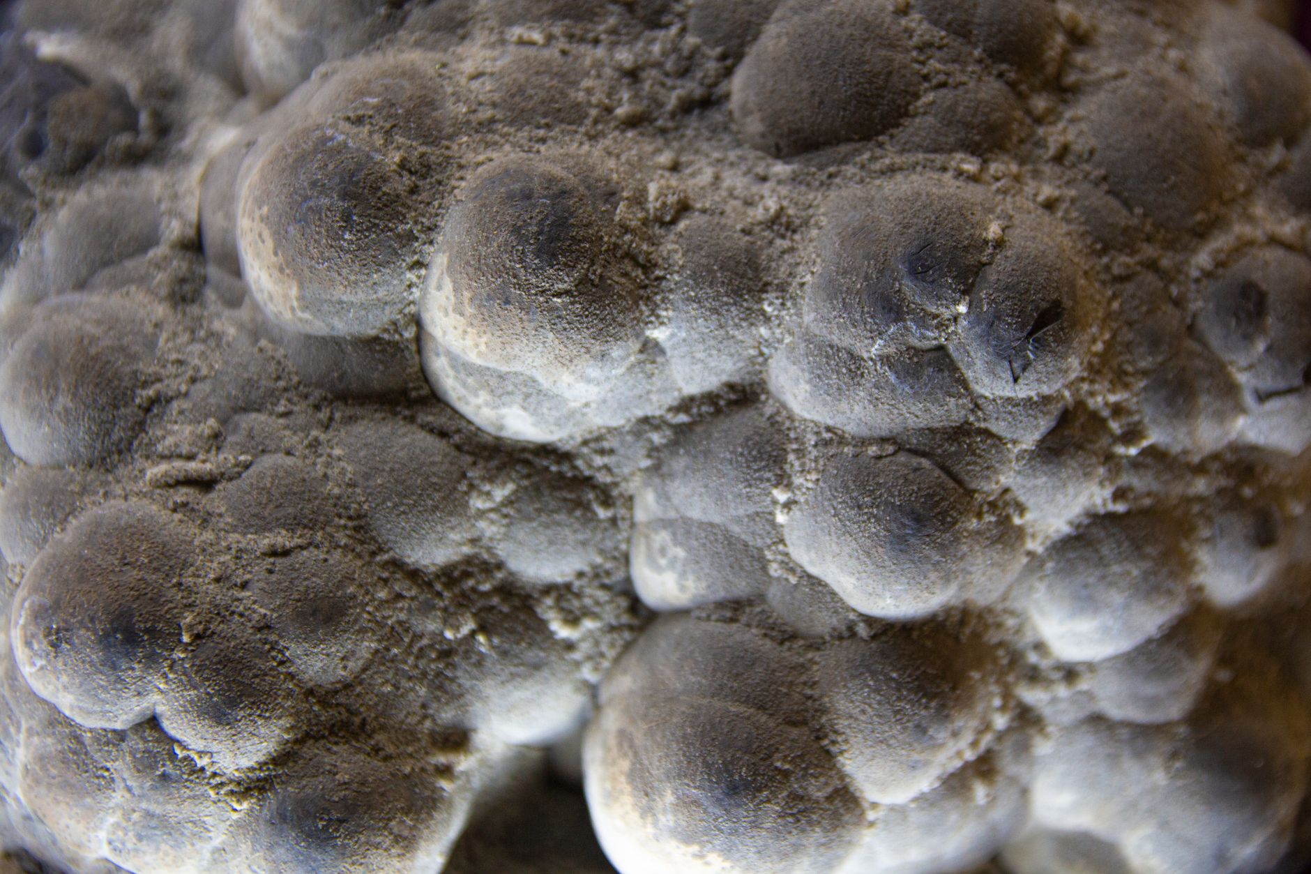 Detailed view of mineral rock showcasing unique texture and formations.