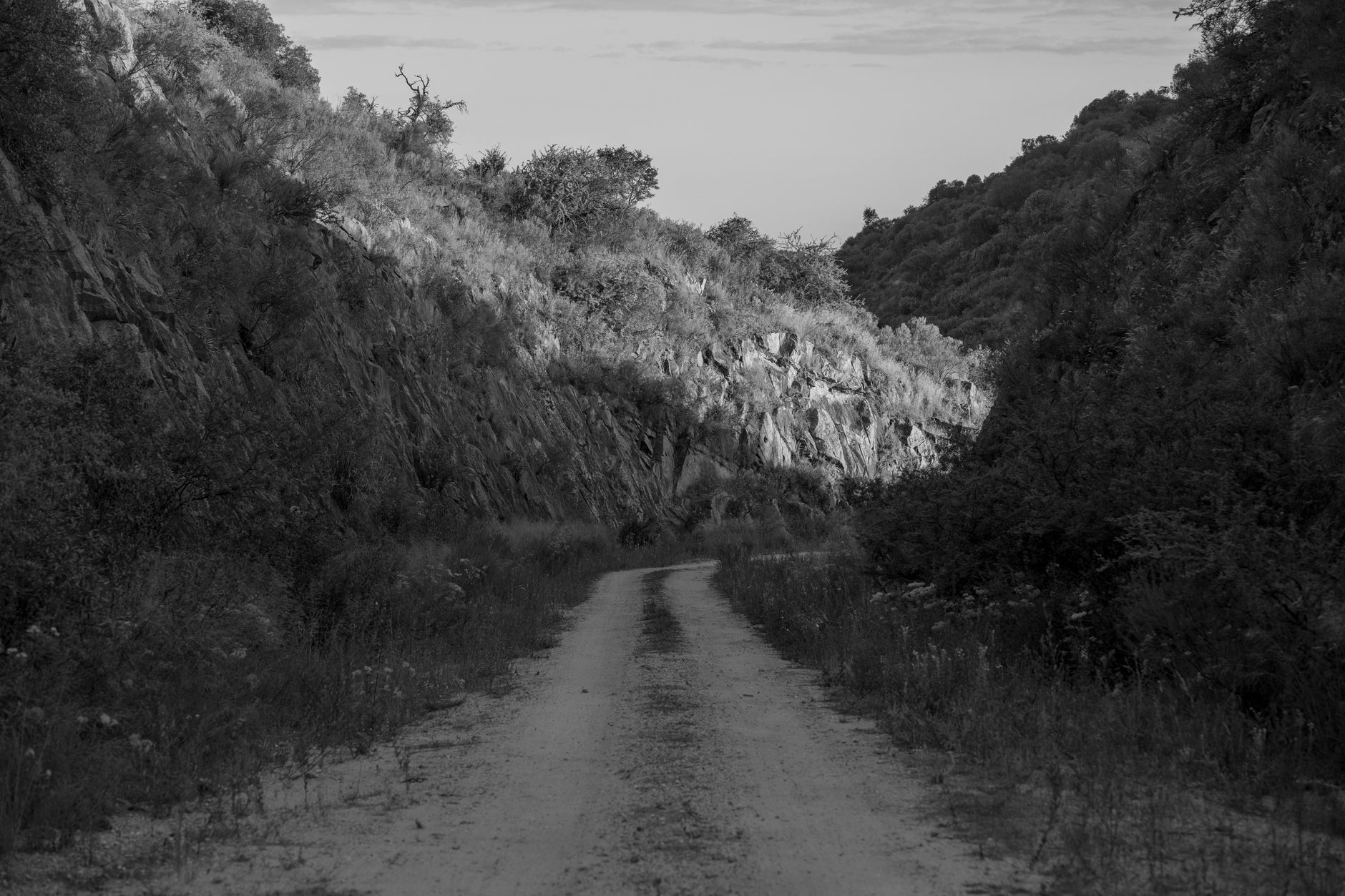 a forested hillside in the Ouachita Mountains with a gravel road