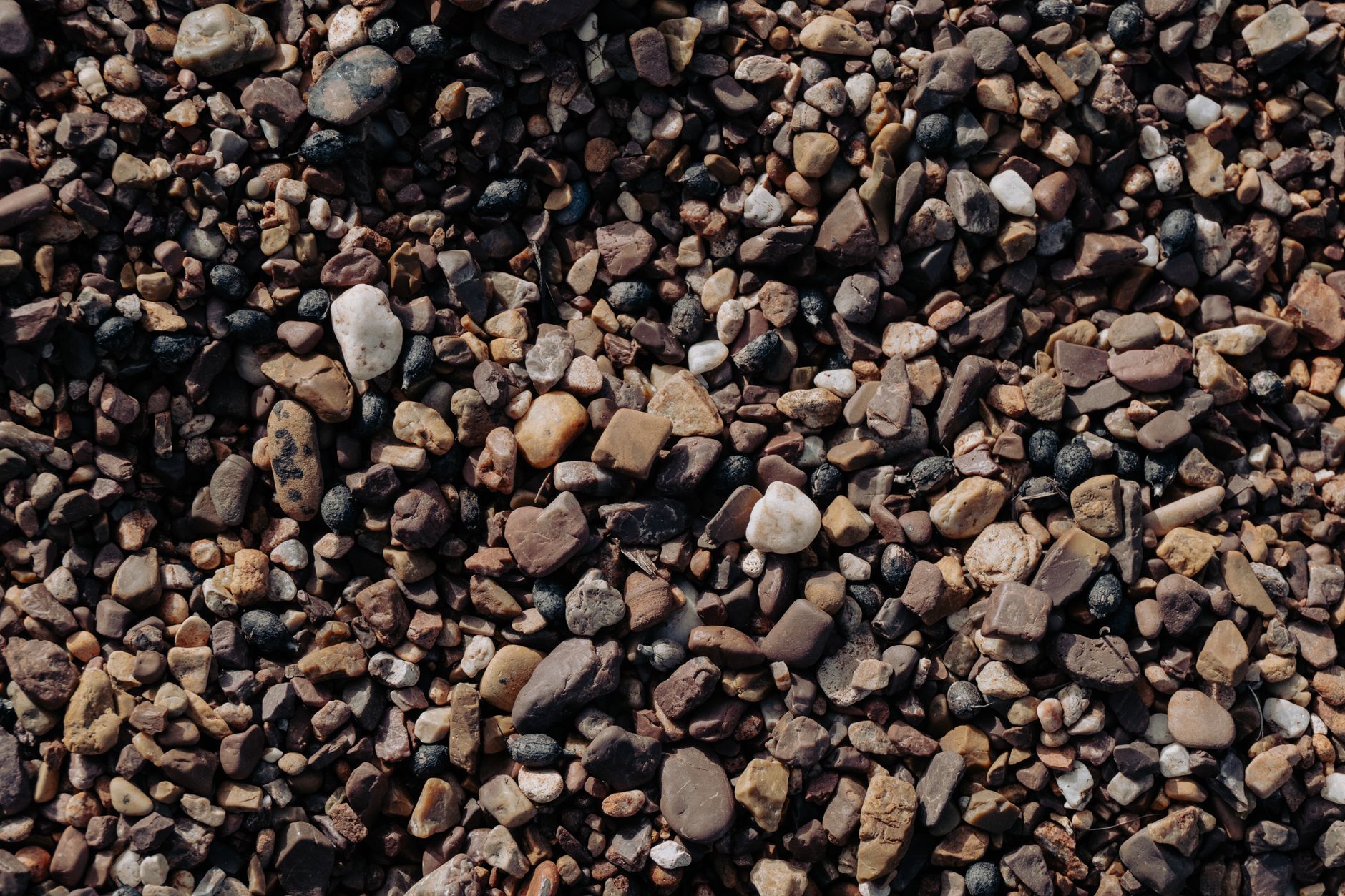 a rockhound kneeling and scanning a pebble beach for colorful agates